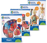 Learning Resources Resources-LER3338 Kit de modèles anatomiques de, LER3338