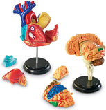 Learning Resources Resources-LER3338 Kit de modèles anatomiques de, LER3338